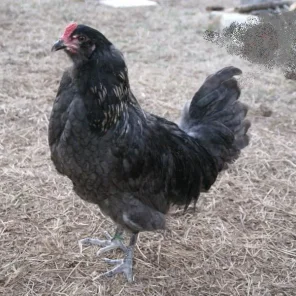 Olive Egger