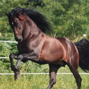 The Big Horse from Mexico!