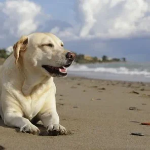 Donald Trump’s Labrador Dog