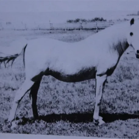 Sherzeyn (Raseyn x Sheherzade) grey mare, foaled June 13, 1939bred by W.K. Kellogg Institute