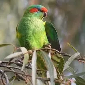 Musk Lorikeet