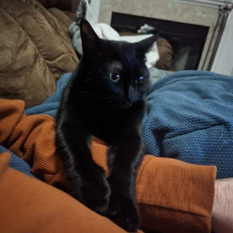 Nightmare's helping as I code for Pedegru!