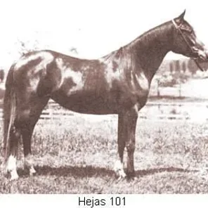 Hejas