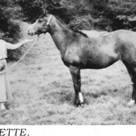 Farette