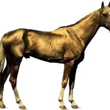 History of the Thoroughbred Horse