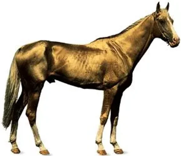 History of the Thoroughbred Horse