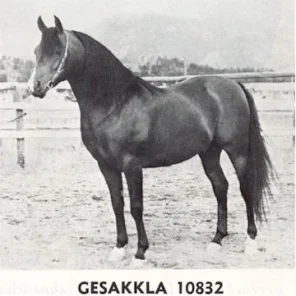 Gesakkla