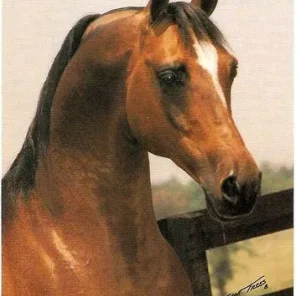 Ellorus
