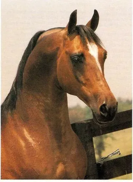 Ellorus