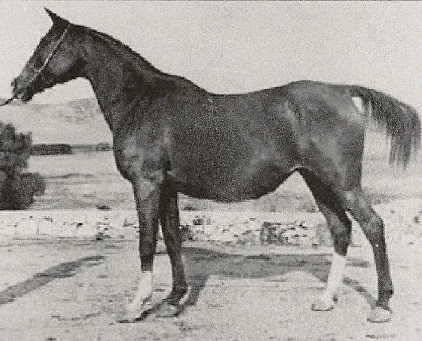 GHAZAYAT