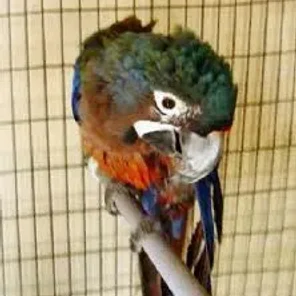 A Hybrid