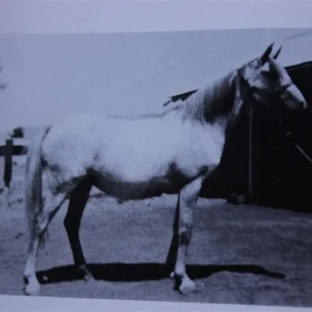 Raseyna (Raseyn x Sherlet) grey mare, foaled February 8, 1935
bred by Robert T. Wilson