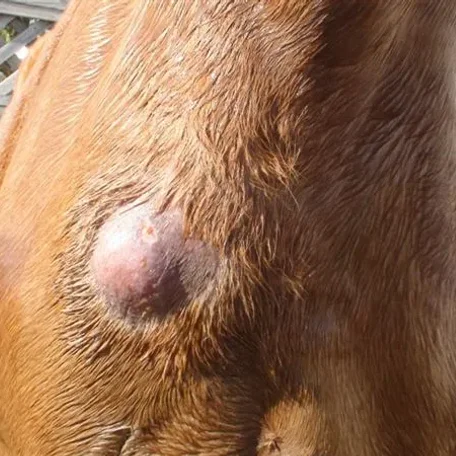 abscess, laminitis, founder
