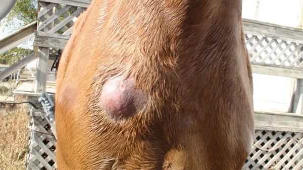 abscess, laminitis, founder