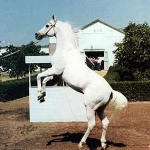 NASLEDNIK