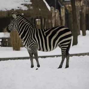 Animals in Winter We Domesticate