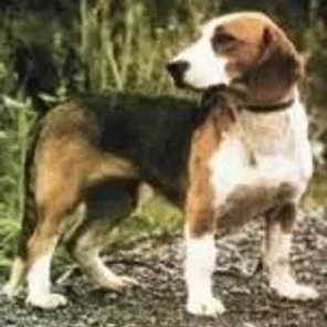 Westphalian Dachsbracke
