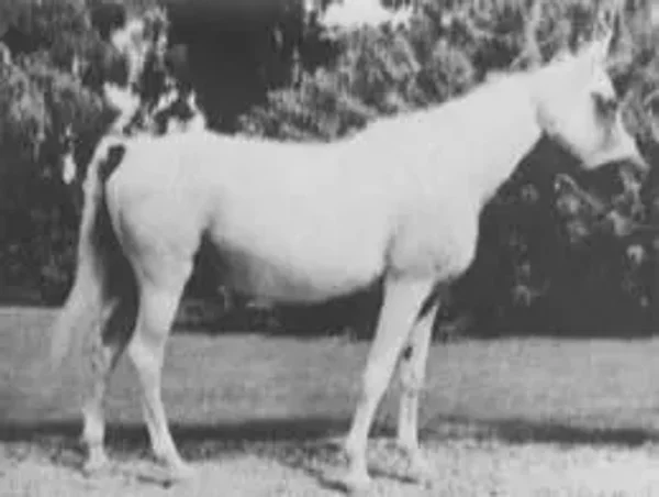 KAMLA