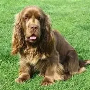 Sussex Spaniel