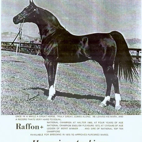 For the next three decades horses such as Gazon, Galatina, Raffon, Gavrelle, Gai Adventure, Gaizon, Ga-Rageyma, Gafferra, Ga-Gajala, Shar Mar Ferzay and Gai Champion became famous in their own right and helped perpetuate the Gainey "look".