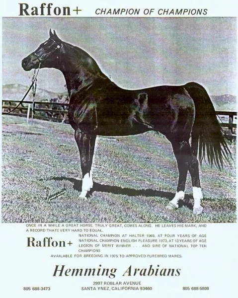 For the next three decades horses such as Gazon, Galatina, Raffon, Gavrelle, Gai Adventure, Gaizon, Ga-Rageyma, Gafferra, Ga-Gajala, Shar Mar Ferzay and Gai Champion became famous in their own right and helped perpetuate the Gainey "look".