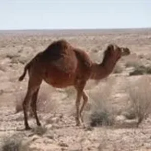 Arabian