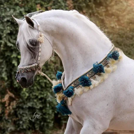 The beautiful Al Maliik (Marwan Al Shaqab × Maya El Jamaal) showing off at the open barn party of Rivero International.