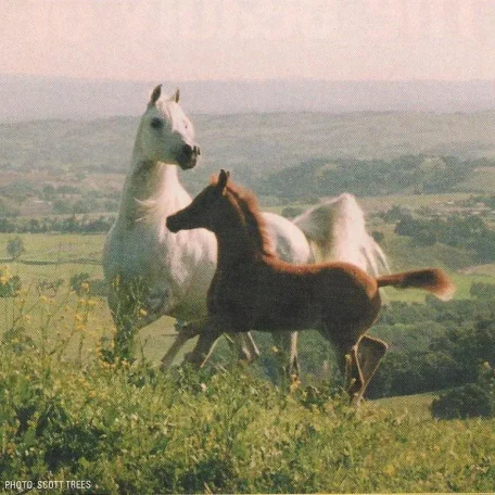 BENRAZ FAANTASY