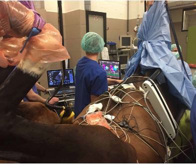 First Cardiac Ablation in a Horse Successful