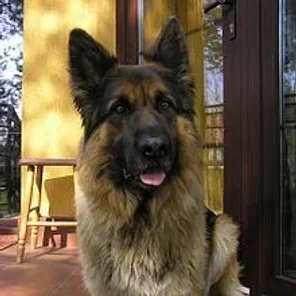 Old German Shepherd