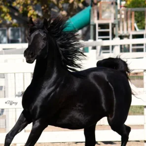 OM El  classy Dream
