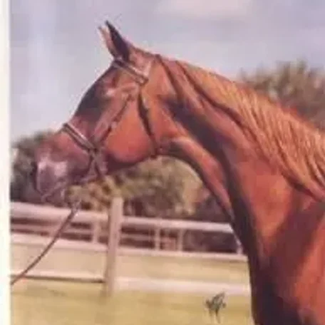 Dawlat was the dam of Dalul