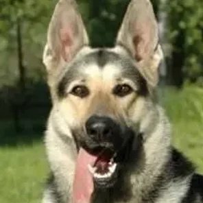 East-European Shepherd