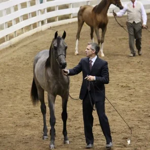 WESTERN CAROLINA’S ARABIAN SHOW November 2-4 , 2012