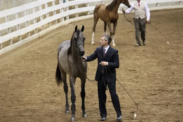 WESTERN CAROLINA’S ARABIAN SHOW November 2-4 , 2012