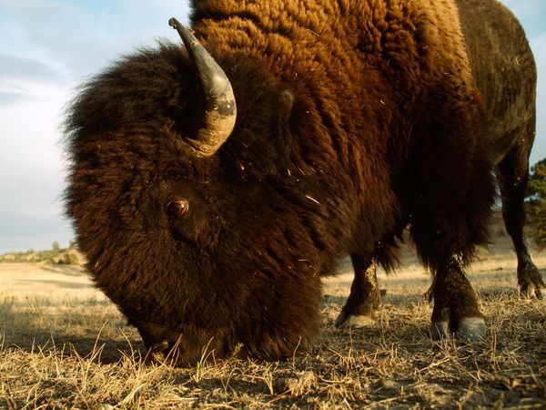 Do ranchers cross-breed bison with cattle?