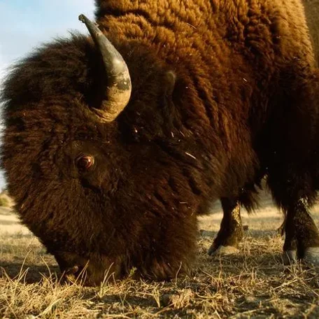 Do ranchers cross-breed bison with cattle?