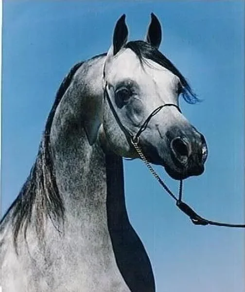 AN MARRETTO