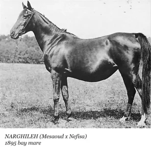 Narghileh