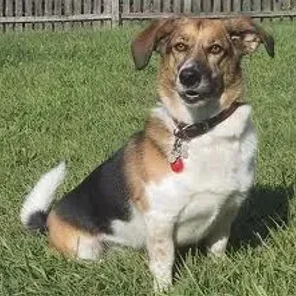 Baskimo (Designer Dog)
