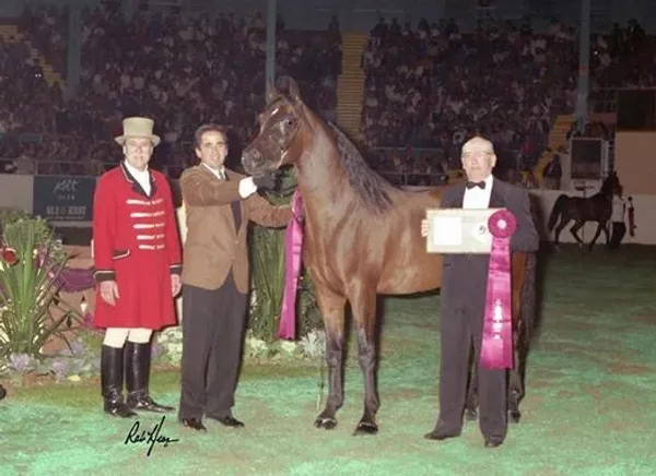 Anaza El Farid. US Top Ten Stallion in 1993.