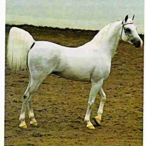 *ARAMUS