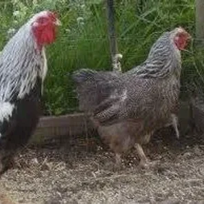 Silver Penciled Wyandotte