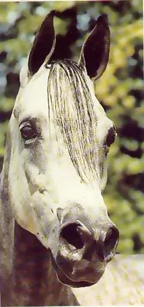 NAFEI