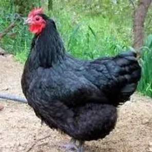 Black Orpington