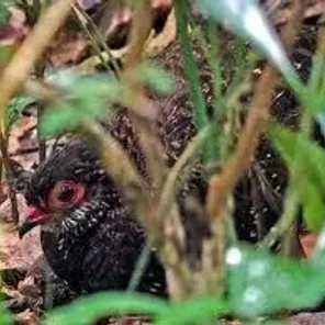 Stone Partridge