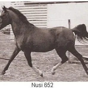 Nusi