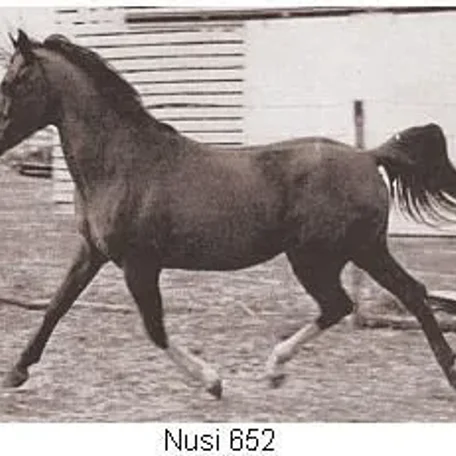 Nusi