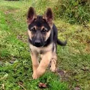 German Shepherd - #2 Fav Dog