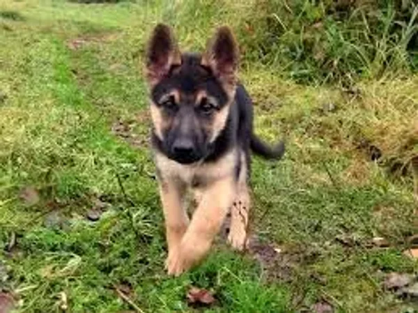Also known as the Alsatian, the German Shepherd Dog is loyal, protective, and intelligent.